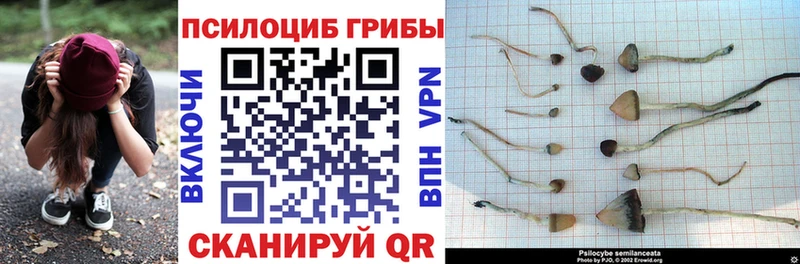 Псилоцибиновые грибы Psilocybe наркотики Колпашево